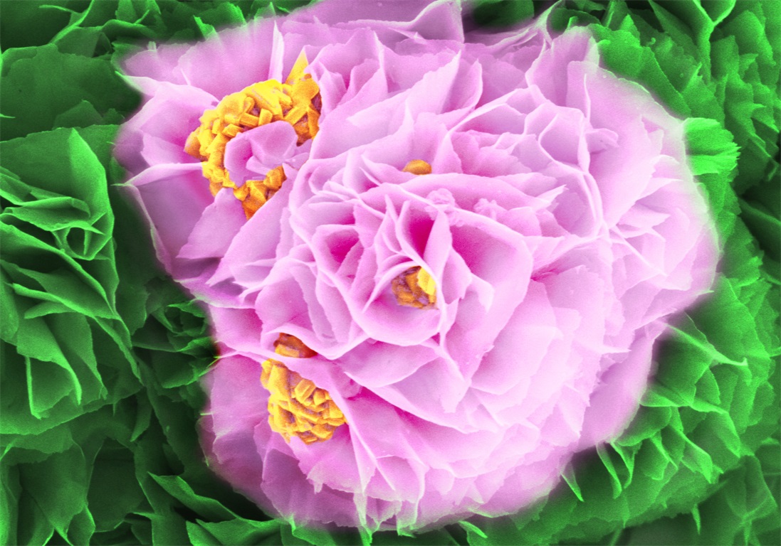 第四届 特等奖 熊琴琴 殿春芍药——Fe3O4锂离子电池负极材料.jpg