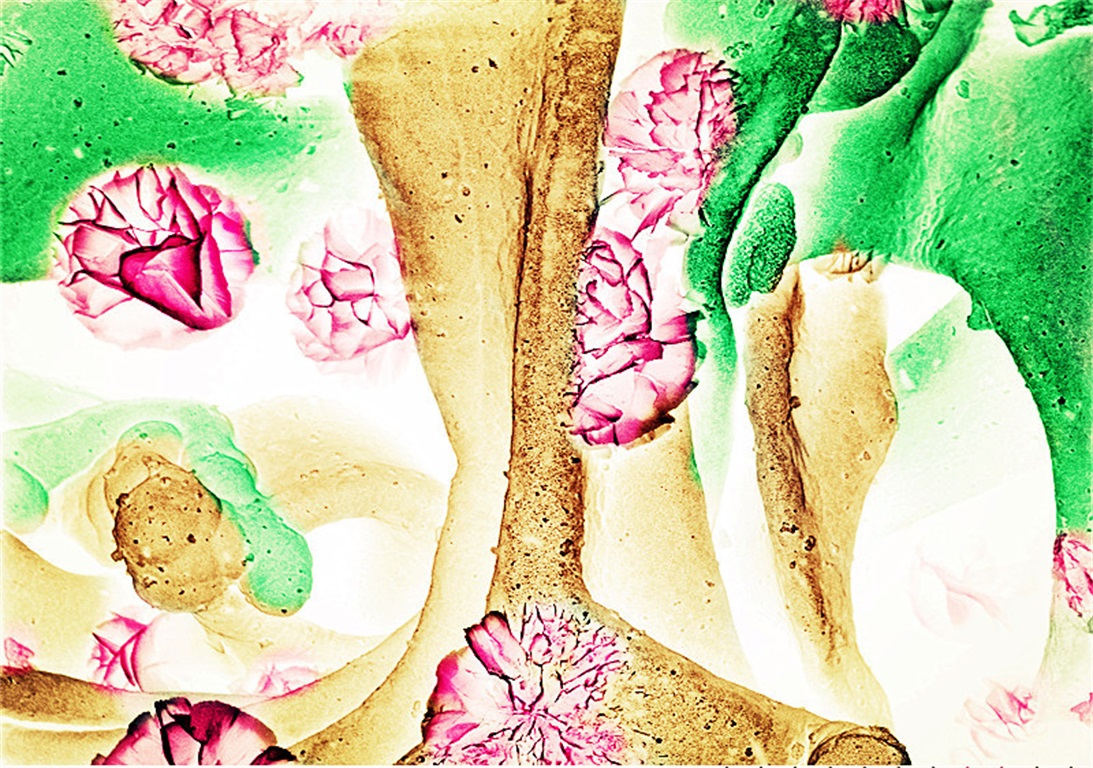 第三届 特等奖:俞迎霞 拒霜木芙蓉—层片状Co3O4负极材料.jpg